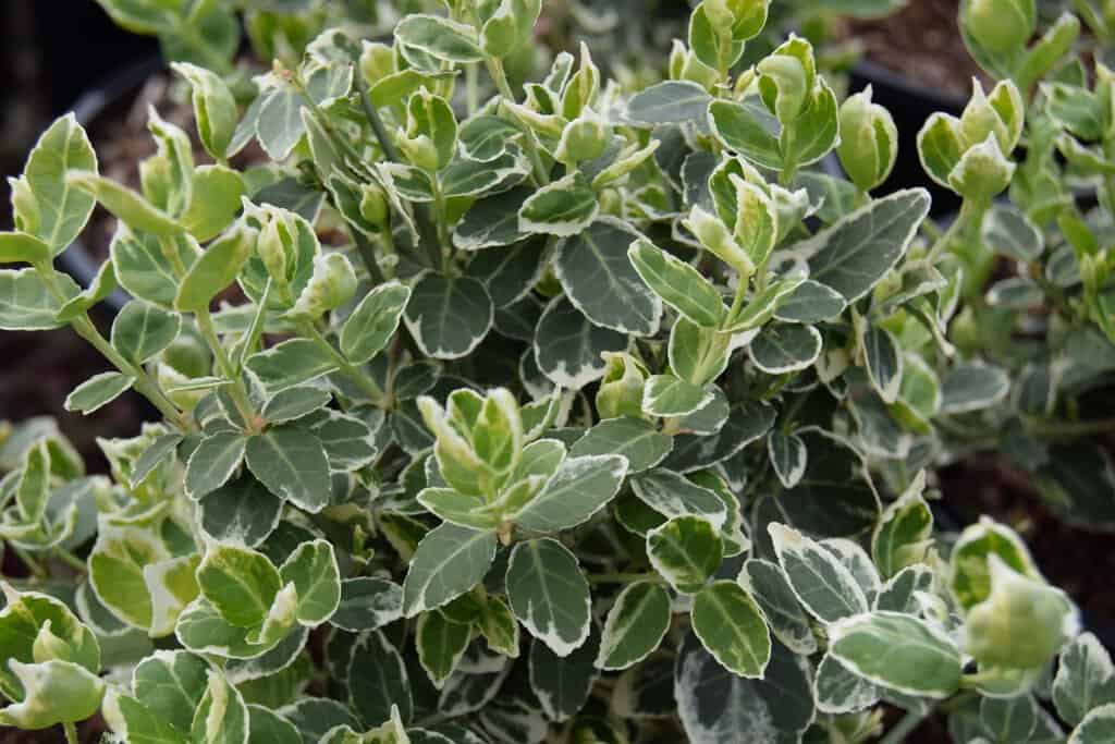 Euonymus fortunei 'Emerald Gaiety' ---